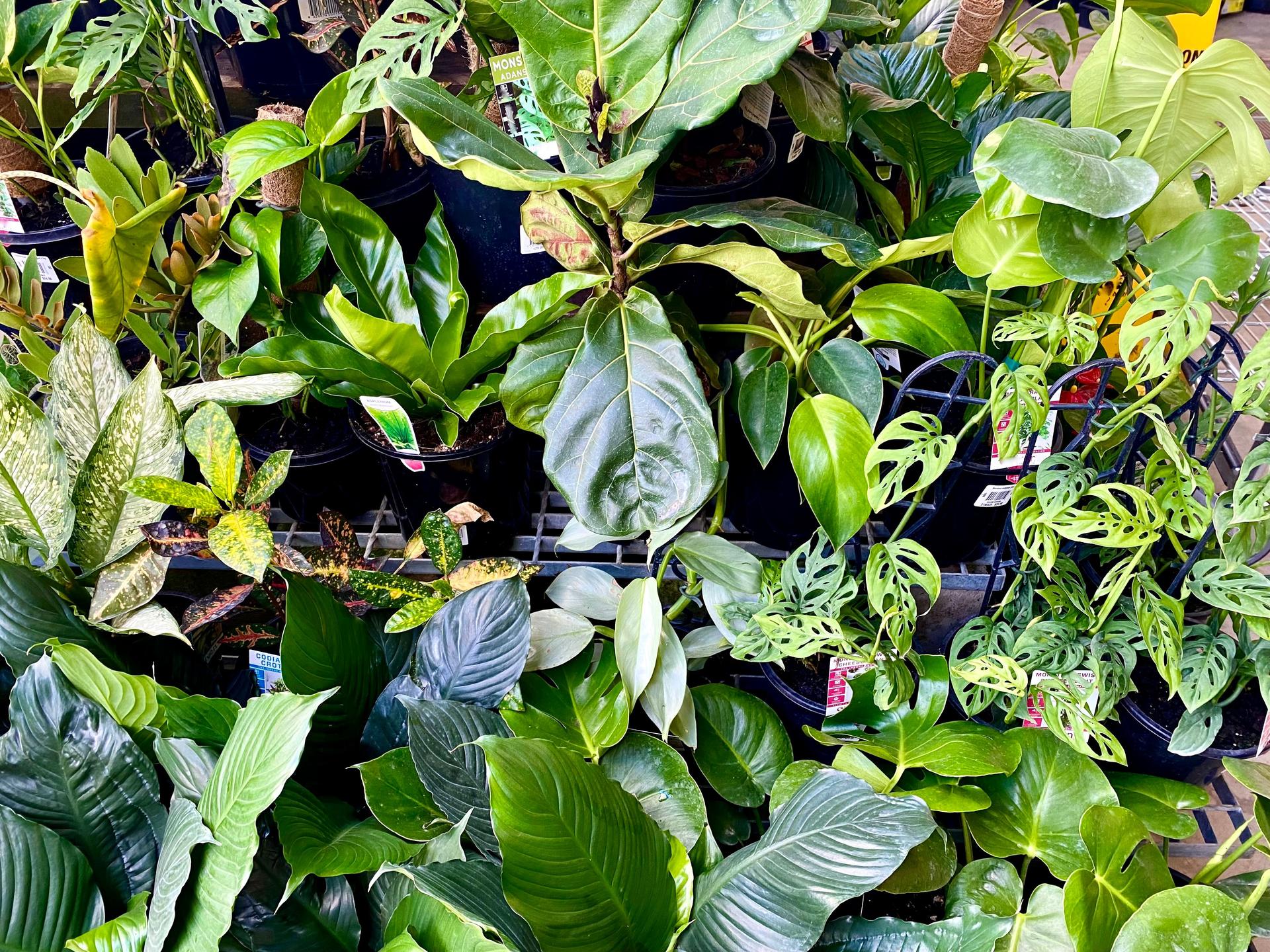 Tropical Indoor Plants in Pots
