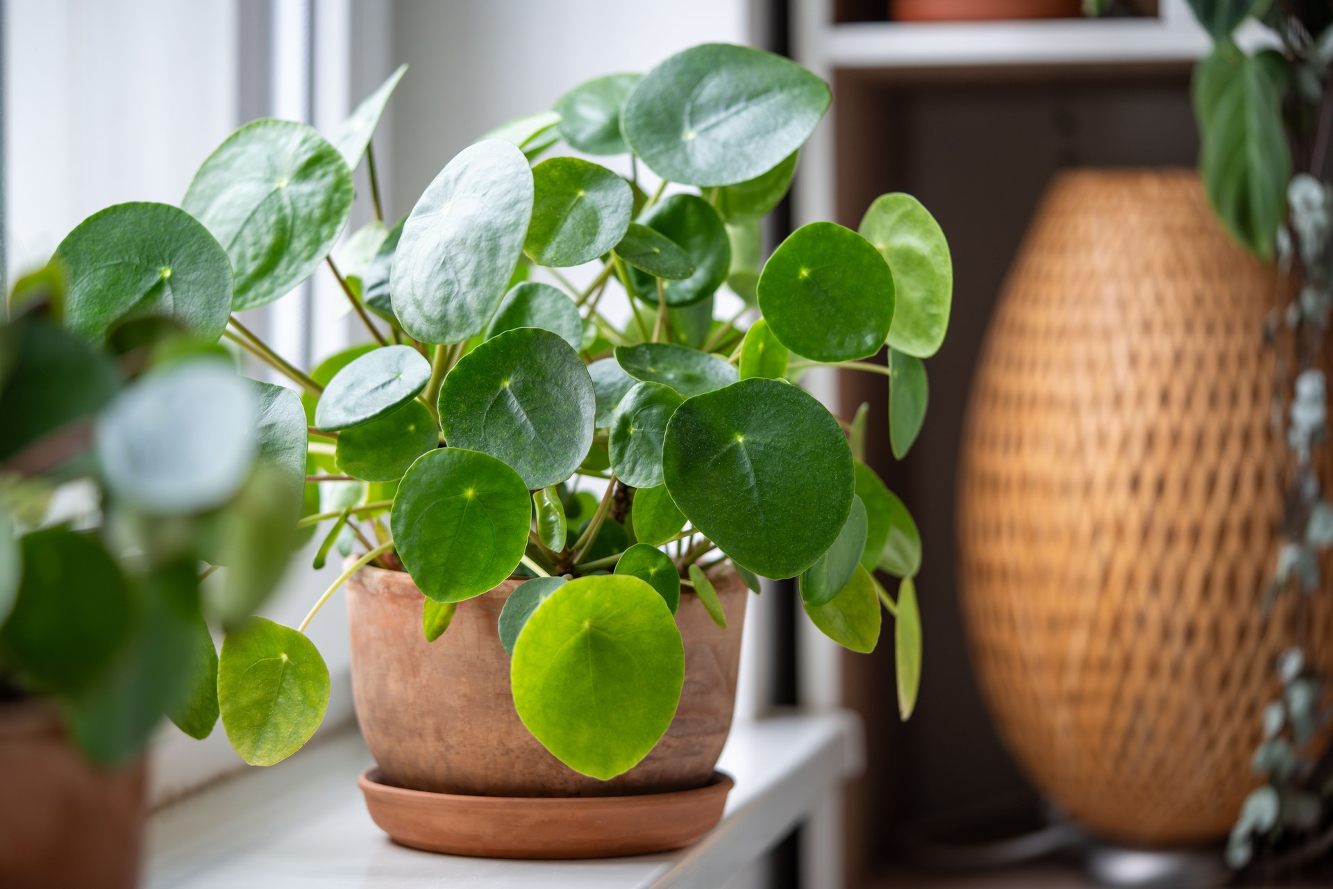 Pilea peperomioides in terracotta pot, known as Chinese money plant on windowsill at home.