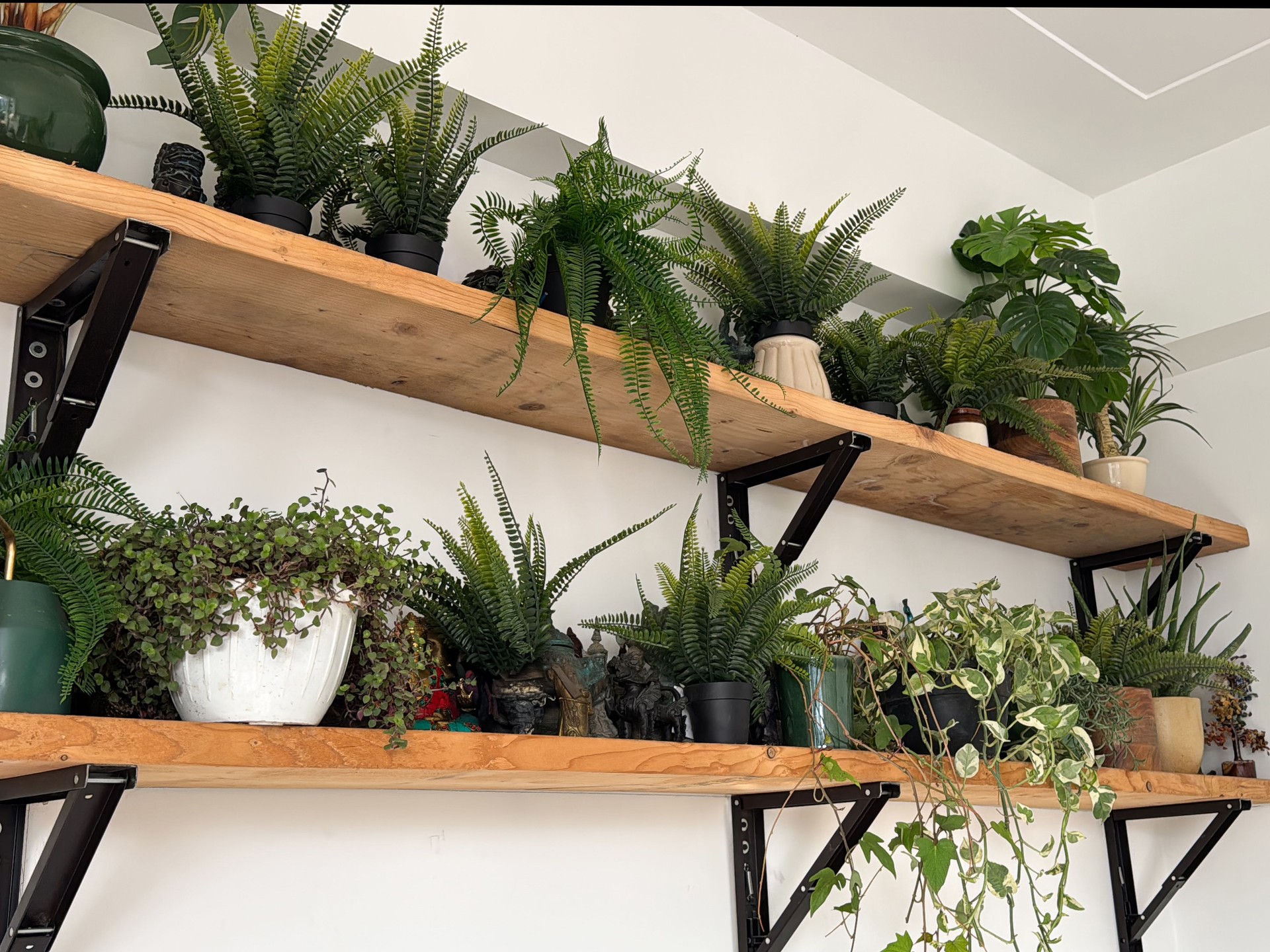 Image of indoor wooden shelves with rows of artificial potted house plants, trailing ivy in pots, metal brackets window display, modern interior decor